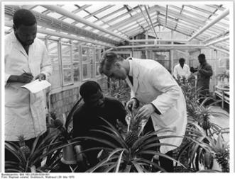 Kameruner Studenten in der Lehr- und Versuchsstation Oberholz (DDR) bei der Kultivierung von Ananas im Gewächshaus, 1970