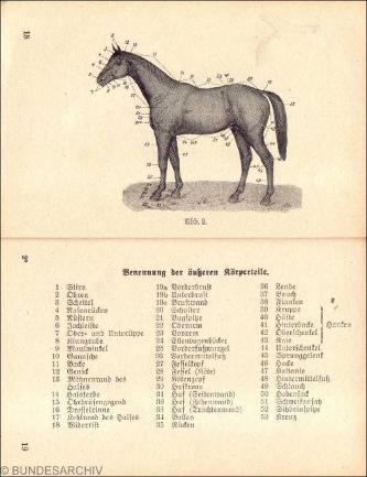 Äußere Körperteile des Pferdes