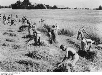 Reichsarbeitsdienst bei der Erntehilfe, 1938