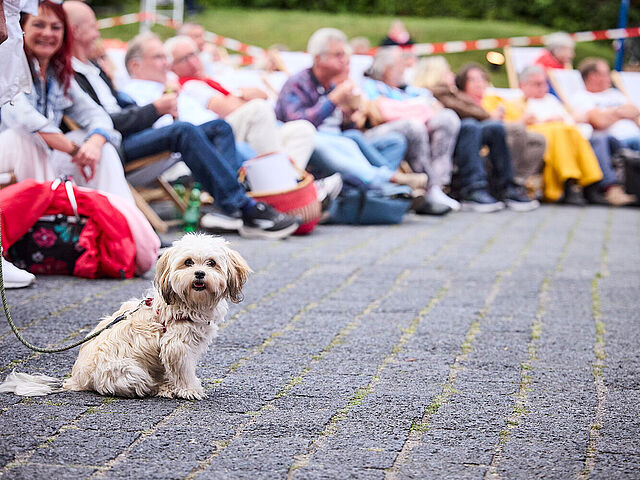 Ein Hund während der Vorführung von „Die Akte Lindenberg - Udo und die DDR“ beim Campus-Kino 2026 Ein Hund während der Vorführung von „Die Akte Lindenberg - Udo und die DDR“ beim Campus-Kino 2026