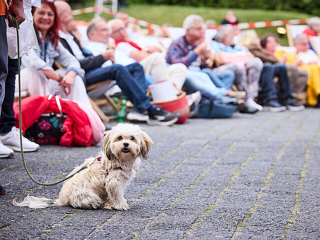 Ein Hund während der Vorführung von „Die Akte Lindenberg - Udo und die DDR“ beim Campus-Kino 2026 Ein Hund während der Vorführung von „Die Akte Lindenberg - Udo und die DDR“ beim Campus-Kino 2026