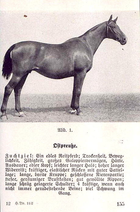 Vorstellung der Pferderasse "Ostpreuße"
