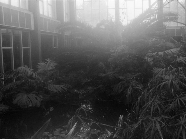 Foto, das die Tropenhalle im Alfred-Brehm-Haus zeigt.