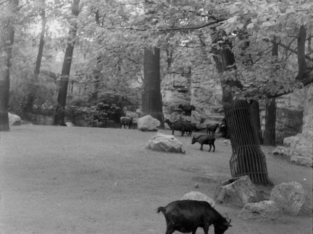 Foto, das ein Tiergehege mit einer Ziege zeigt.