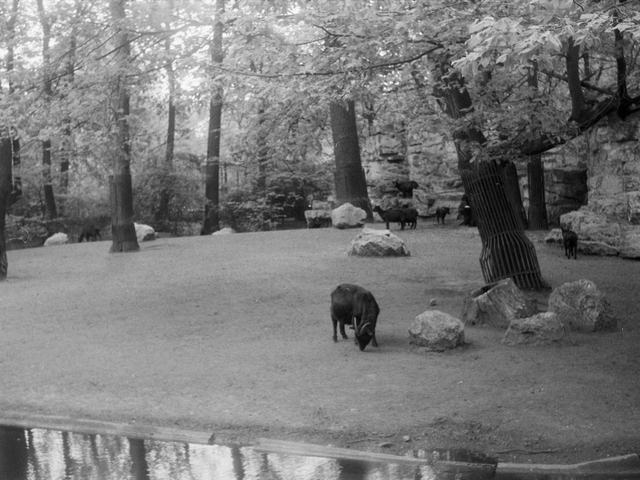 Foto, das ein Tiergehege mit einer Ziege zeigt.